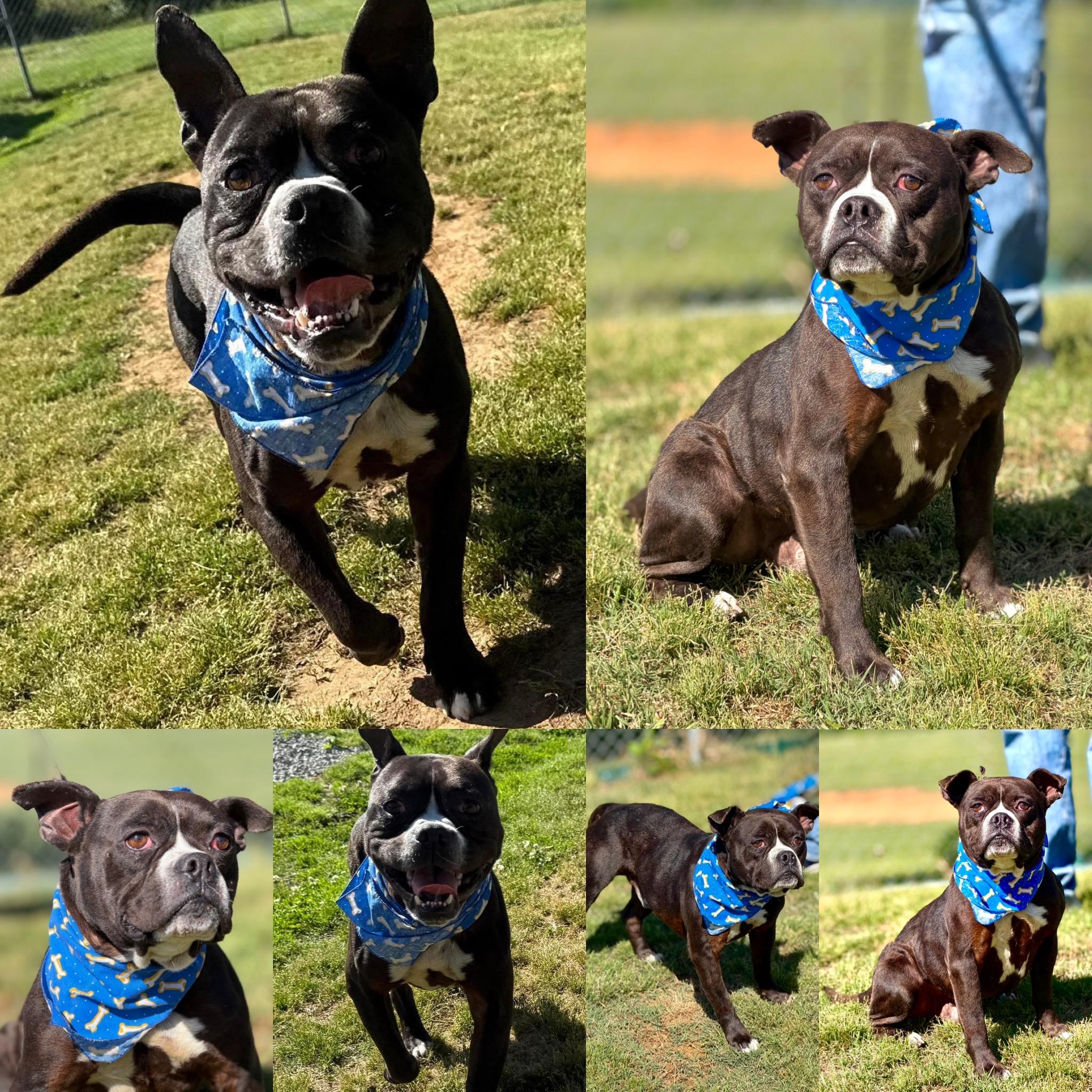 Batman, ADOPTABLE, Young Male Boston Terrier & Pit Bull Terrier.