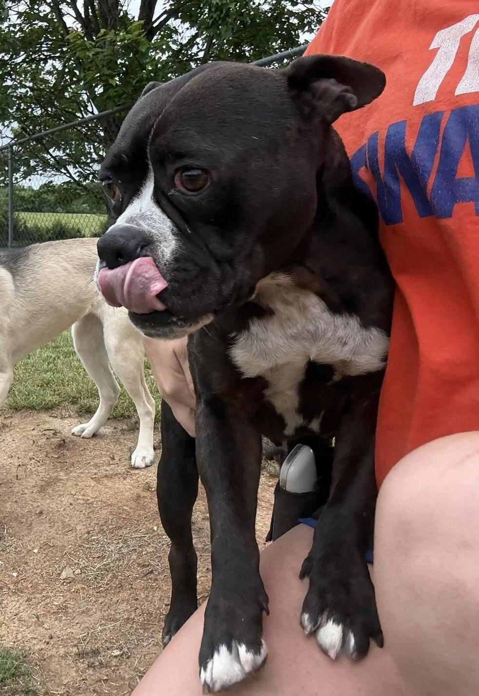 Enlarge Batman, a ADOPTABLE mixed breed in Maryville, TN image 6/6