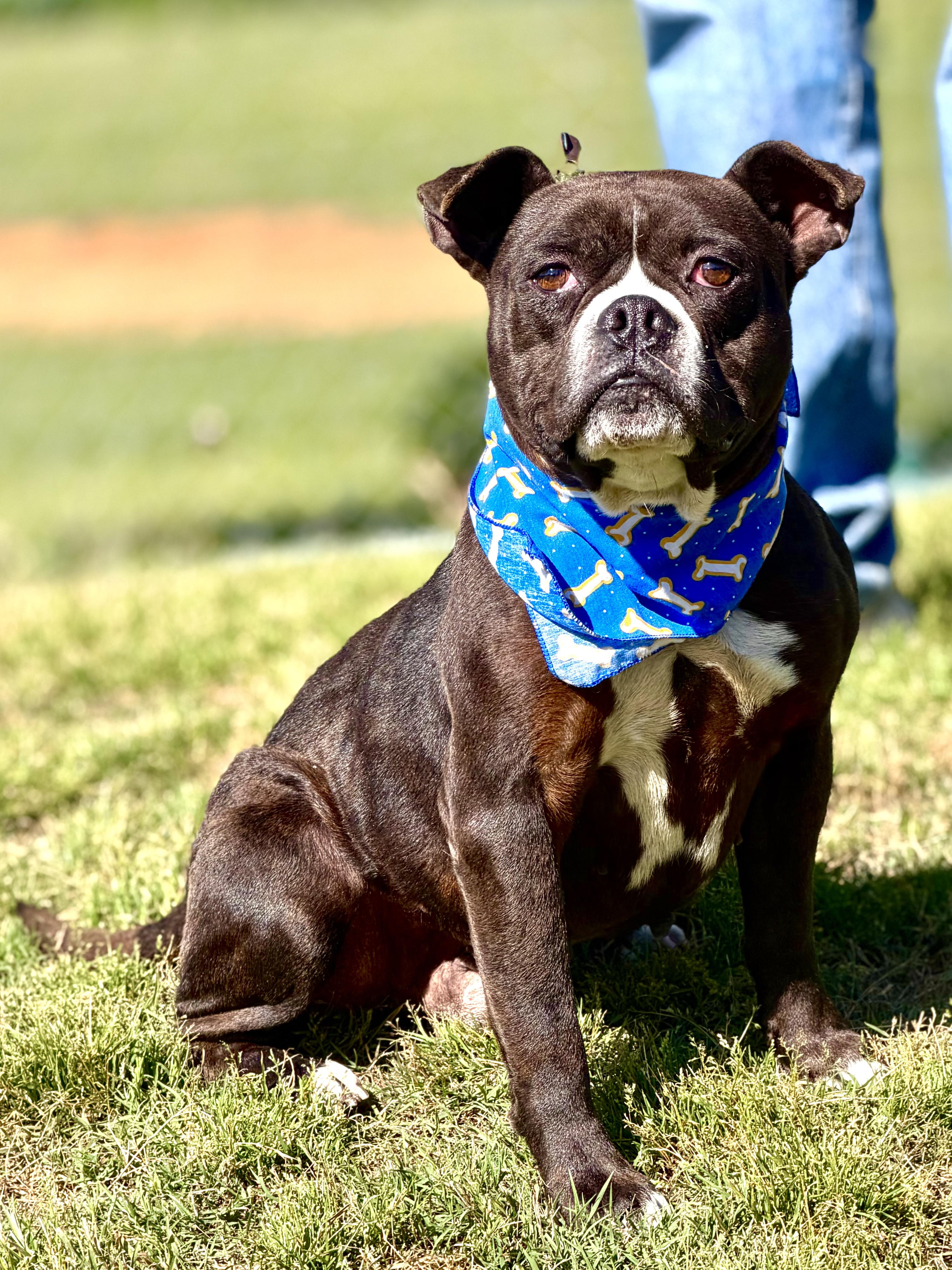 Enlarge Batman, a ADOPTABLE mixed breed in Maryville, TN image 2/6