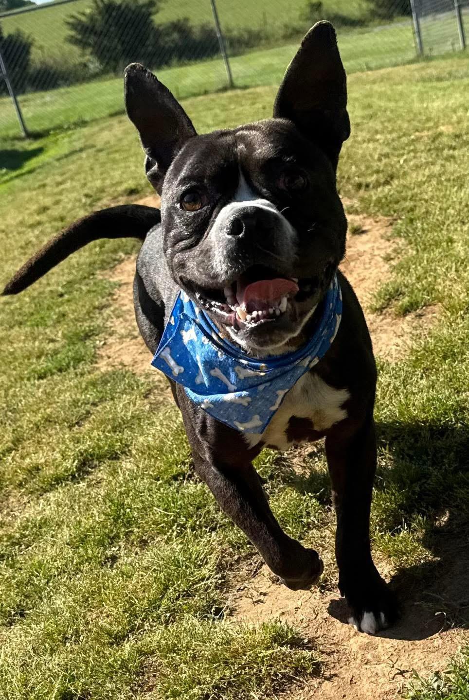 Enlarge Batman, a ADOPTABLE mixed breed in Maryville, TN image 5/6