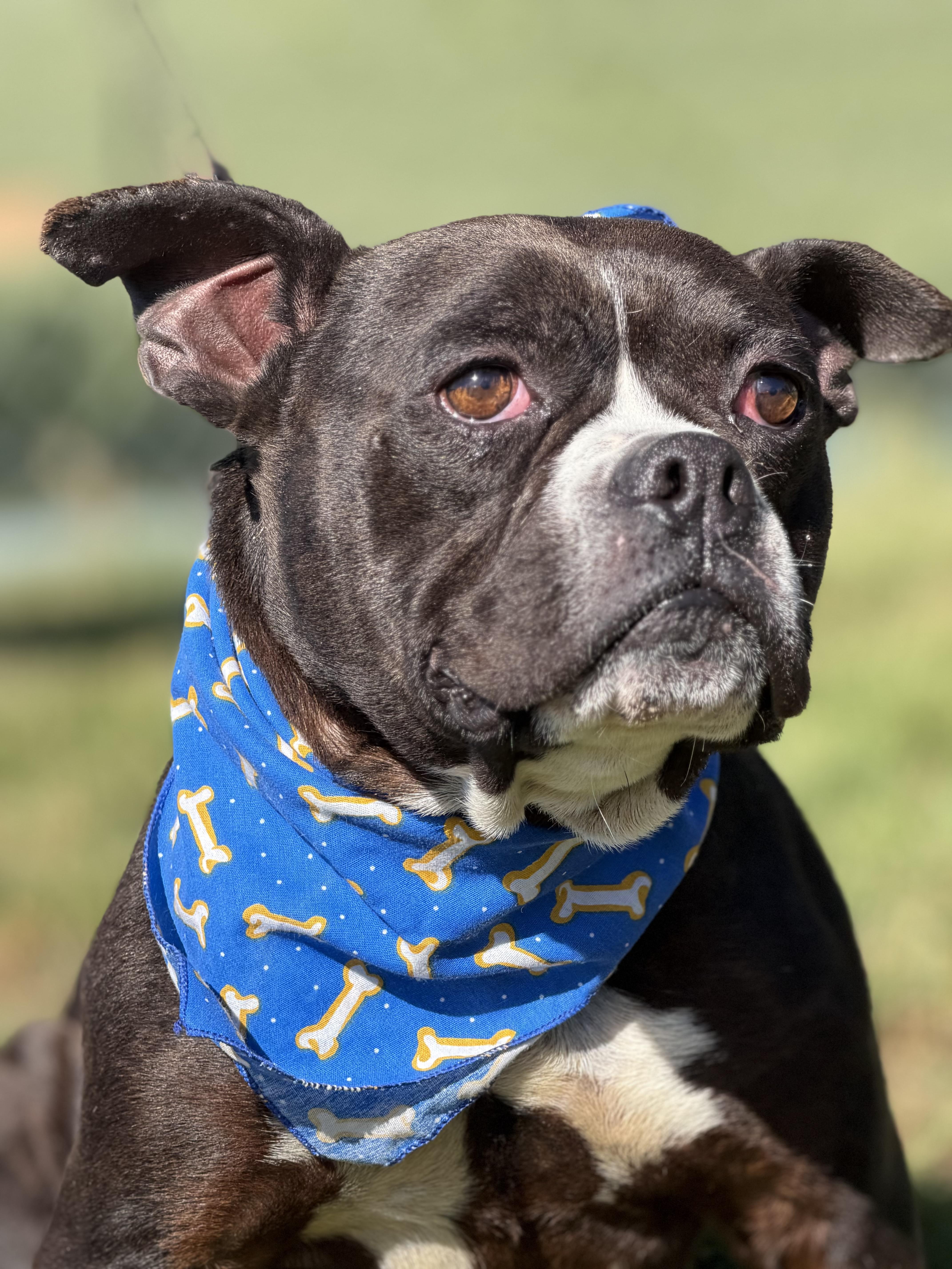 Enlarge Batman, a ADOPTABLE mixed breed in Maryville, TN image 3/6