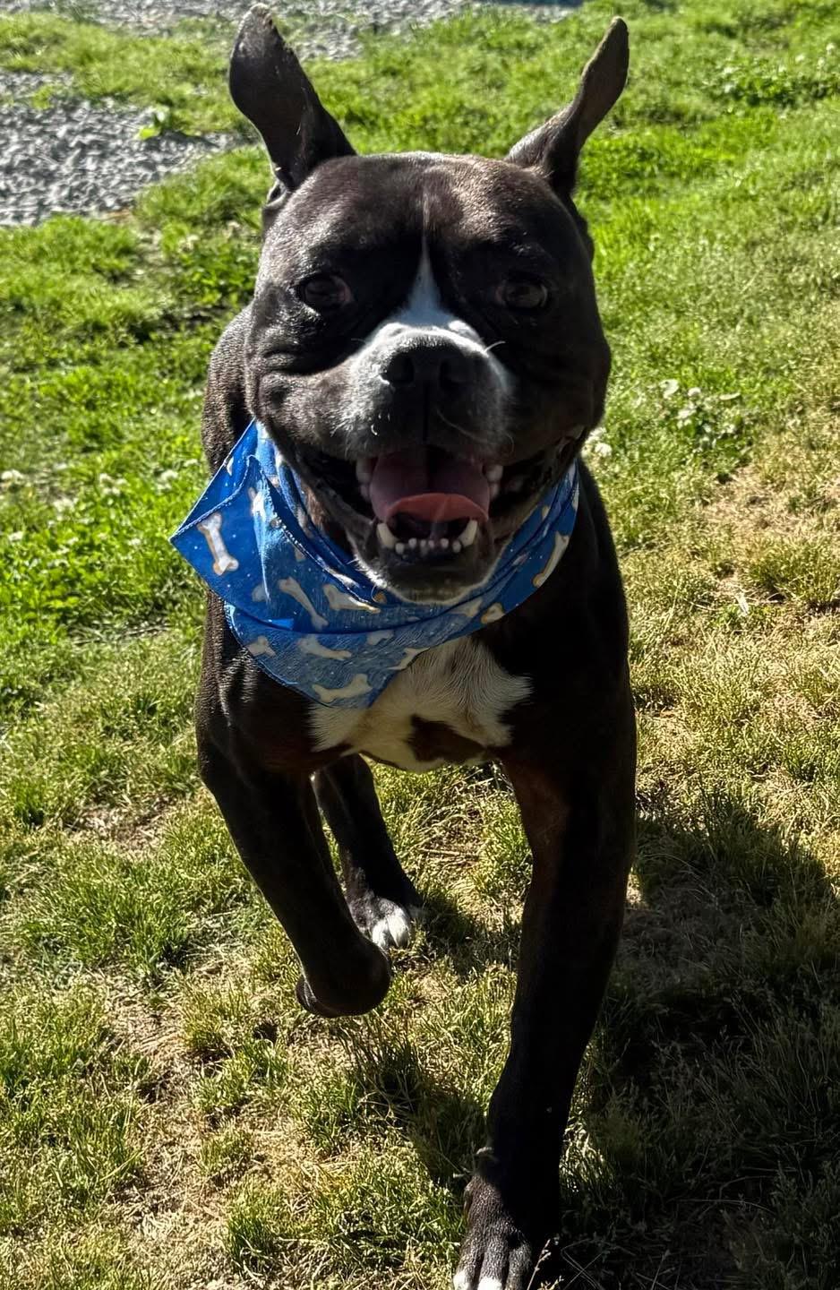 Enlarge Batman, a ADOPTABLE mixed breed in Maryville, TN image 4/6