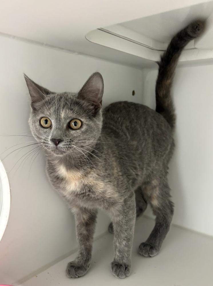 Gemma, Adoptable, Kitten Female Domestic Short Hair.