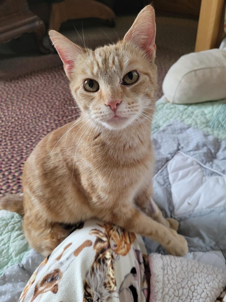 Enlarge Nala, a Adoptable mixed breed in Athens, OH image 2/3