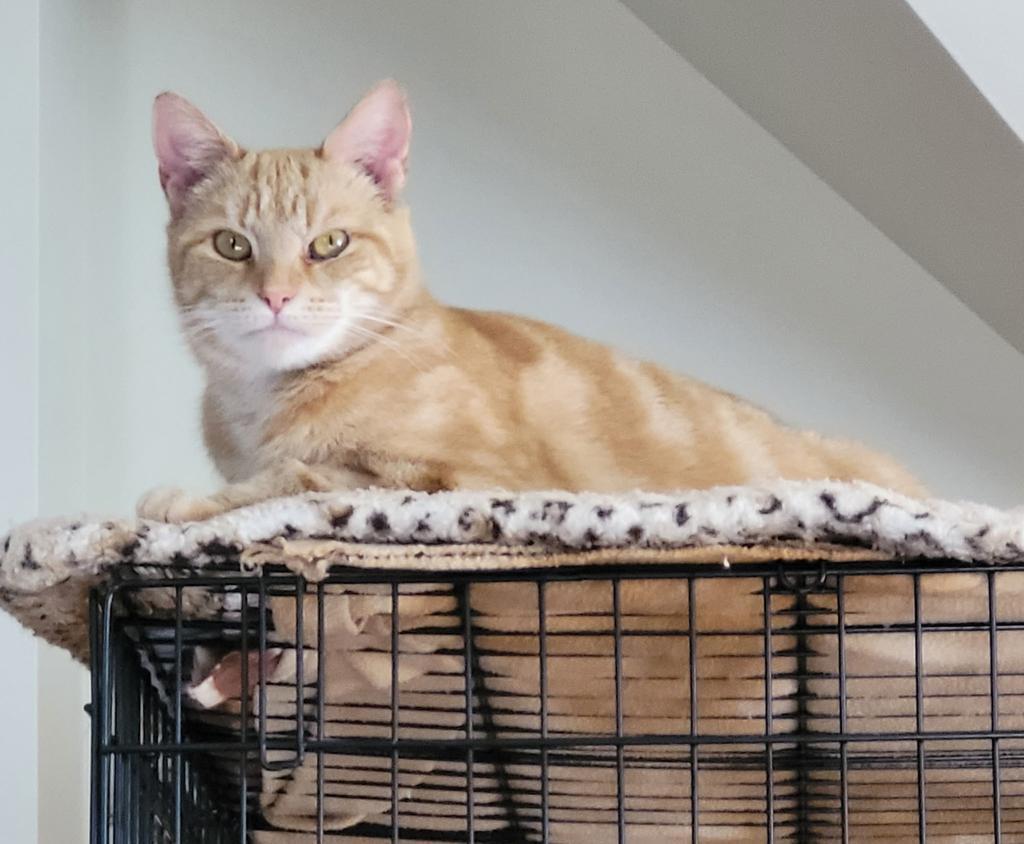 Enlarge Nala, a Adoptable mixed breed in Athens, OH image 3/3