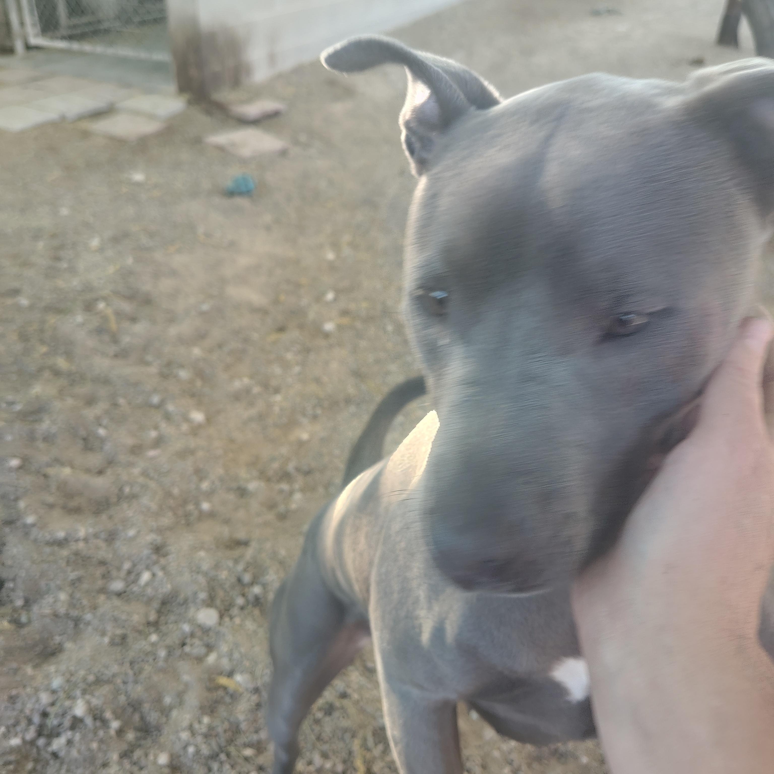 Enlarge Lola, a ADOPTABLE mixed breed in Parker, AZ image 2/2