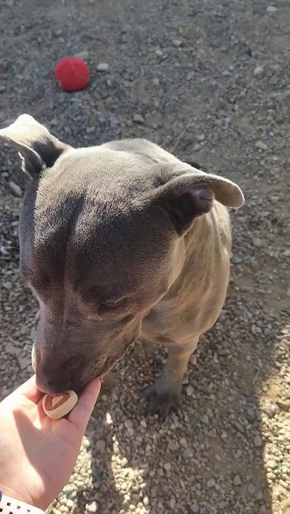 Enlarge Lola, a ADOPTABLE mixed breed in Parker, AZ video 1/2