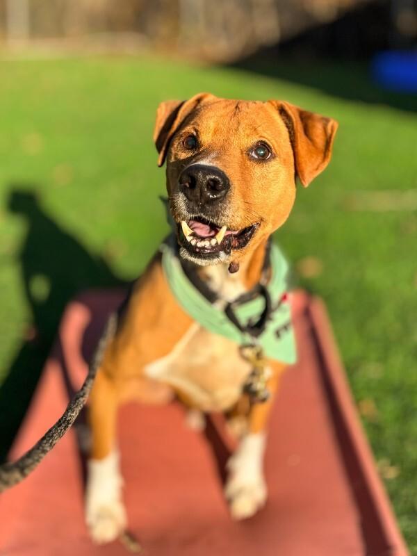 Enlarge PeanutButter, a Adoptable Mixed Breed in Miamitown, OH image 2/4