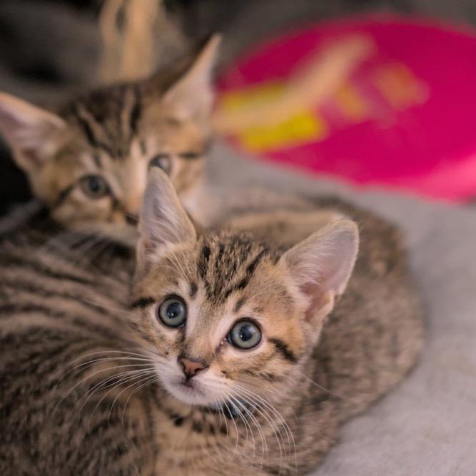 Wallet, a Adoptable Domestic Short Hair in Mission Hills, CA image 1/6
