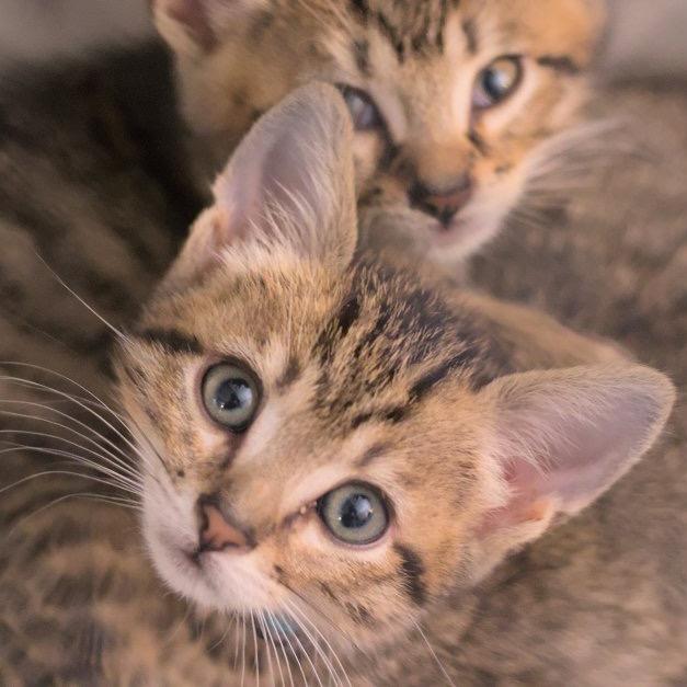 Wallet, a Adoptable Domestic Short Hair in Mission Hills, CA image 2/6