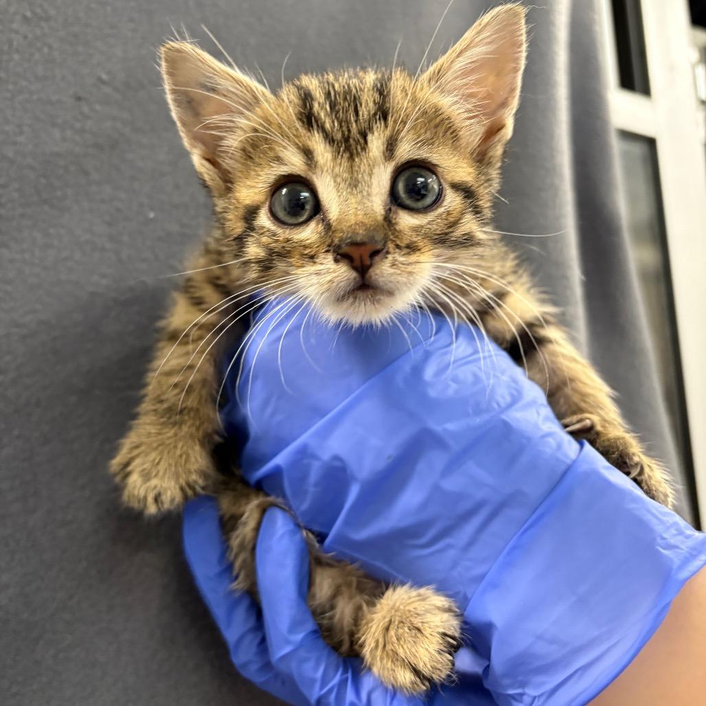 Wallet, a Adoptable Domestic Short Hair in Mission Hills, CA image 3/6