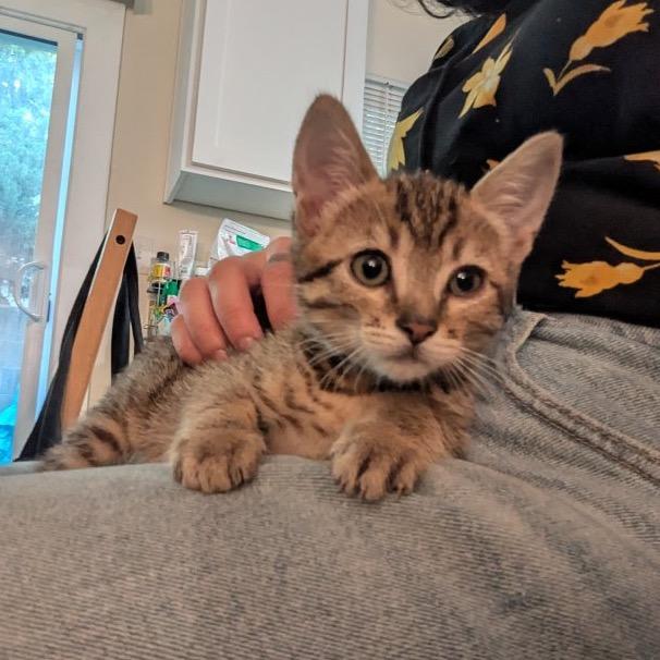 Wallet, a Adoptable Domestic Short Hair in Mission Hills, CA image 4/6