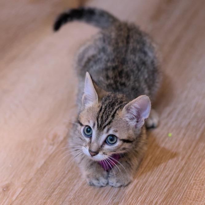 Wallet, a Adoptable Domestic Short Hair in Mission Hills, CA image 5/6