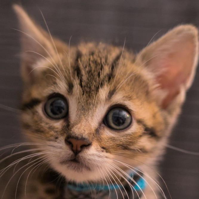 Wallet, a Adoptable Domestic Short Hair in Mission Hills, CA image 6/6