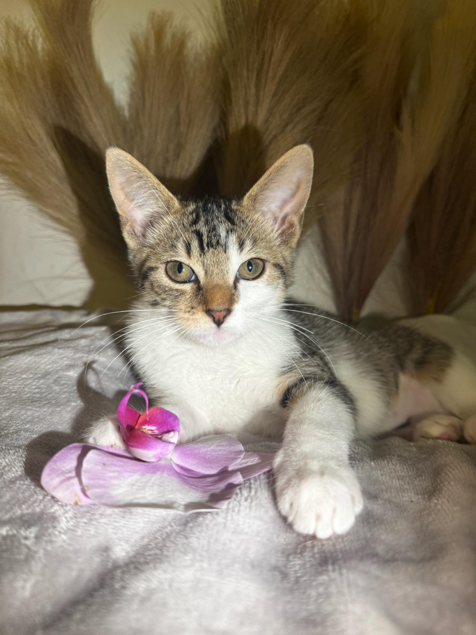 Zara, Adopted, Kitten Female Domestic Short Hair.