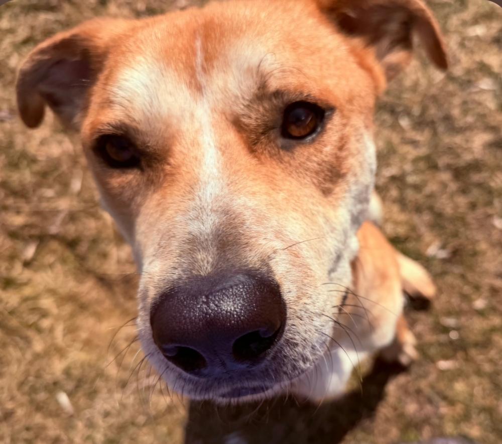 Clyde, Adoptable, Adult Male Labrador Retriever & Shepherd.