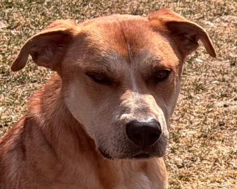 Clyde, a Adoptable mixed breed in Clinton, ME image 2/3