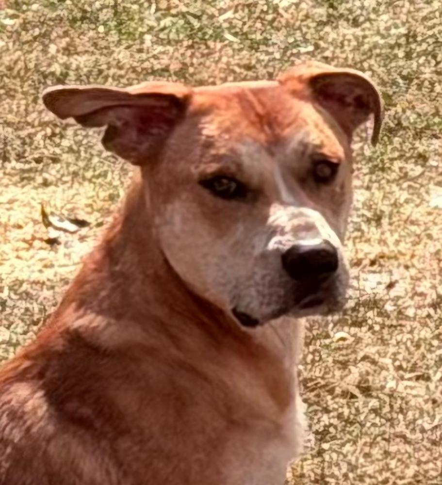 Clyde, a Adoptable mixed breed in Clinton, ME image 3/3