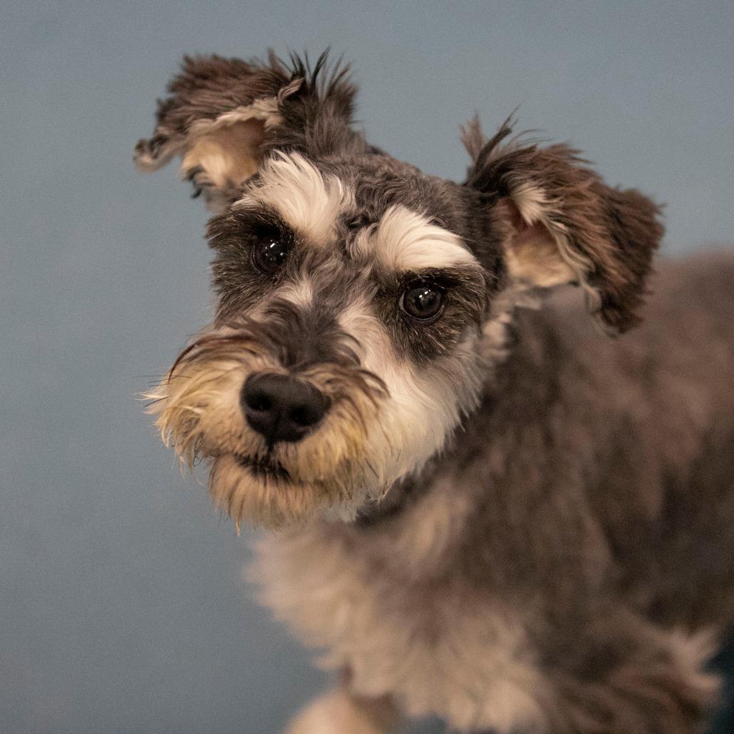 Benjie (AP25-212), Adoptable, Young Male Schnauzer.