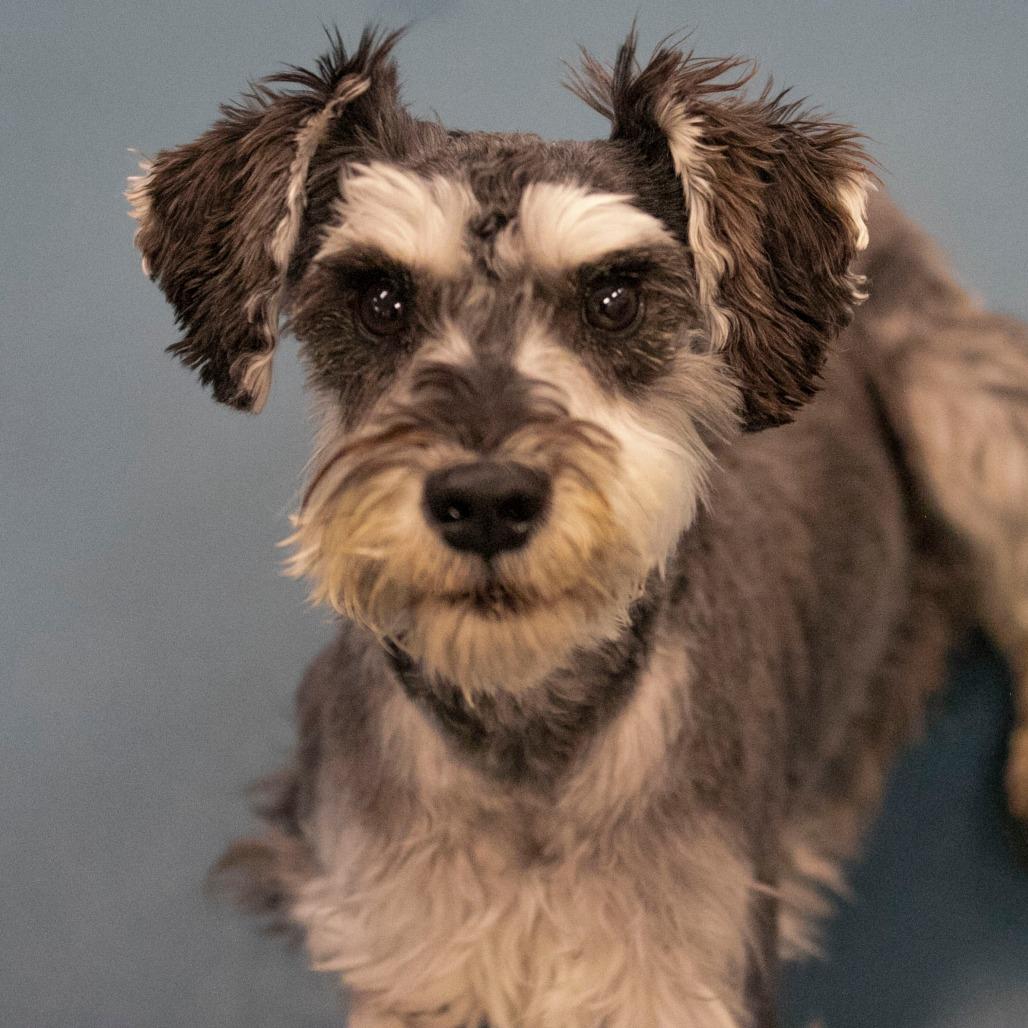 Enlarge Benjie (AP25-212), a Adoptable Schnauzer in Peyton, CO image 3/6