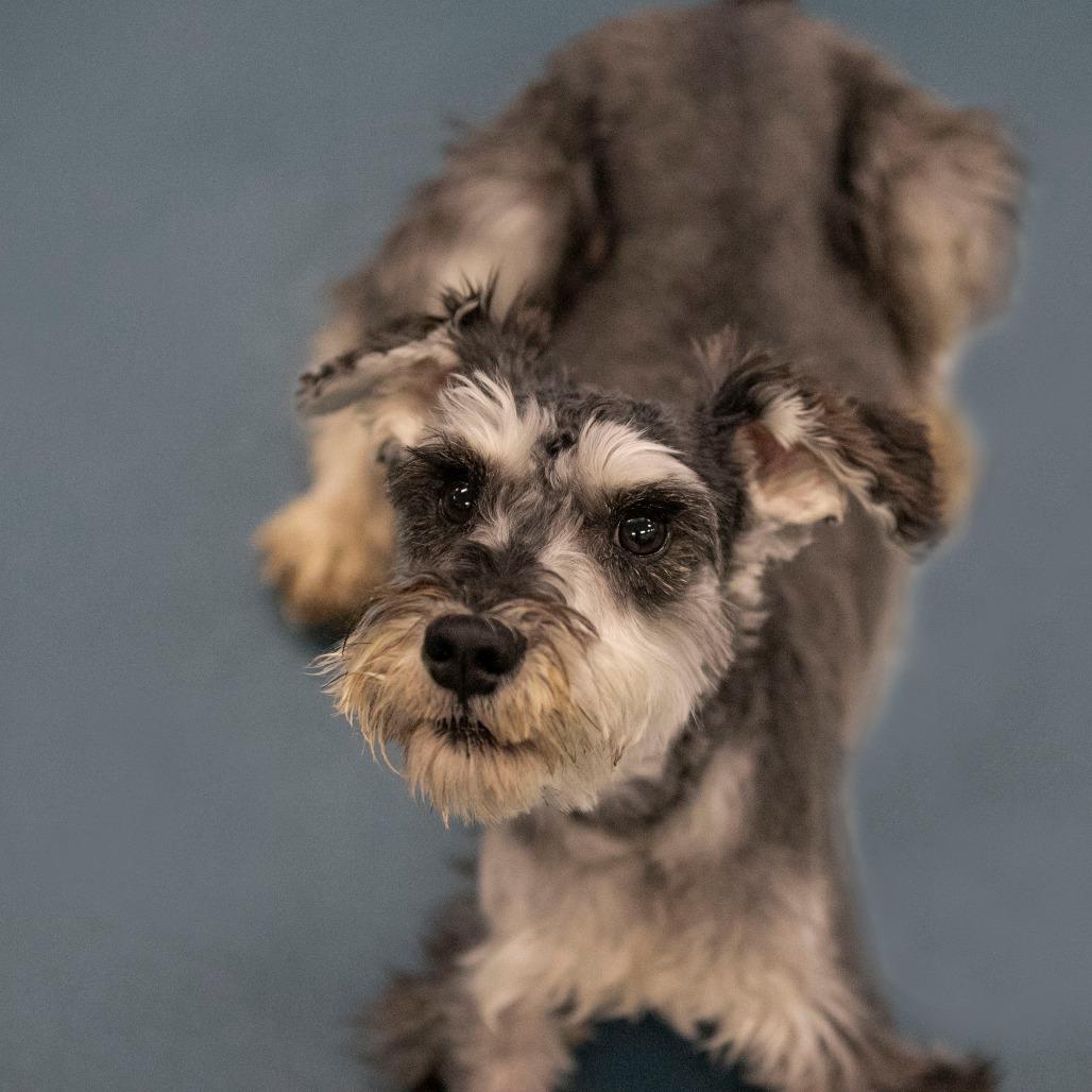 Enlarge Benjie (AP25-212), a Adoptable Schnauzer in Peyton, CO image 4/6
