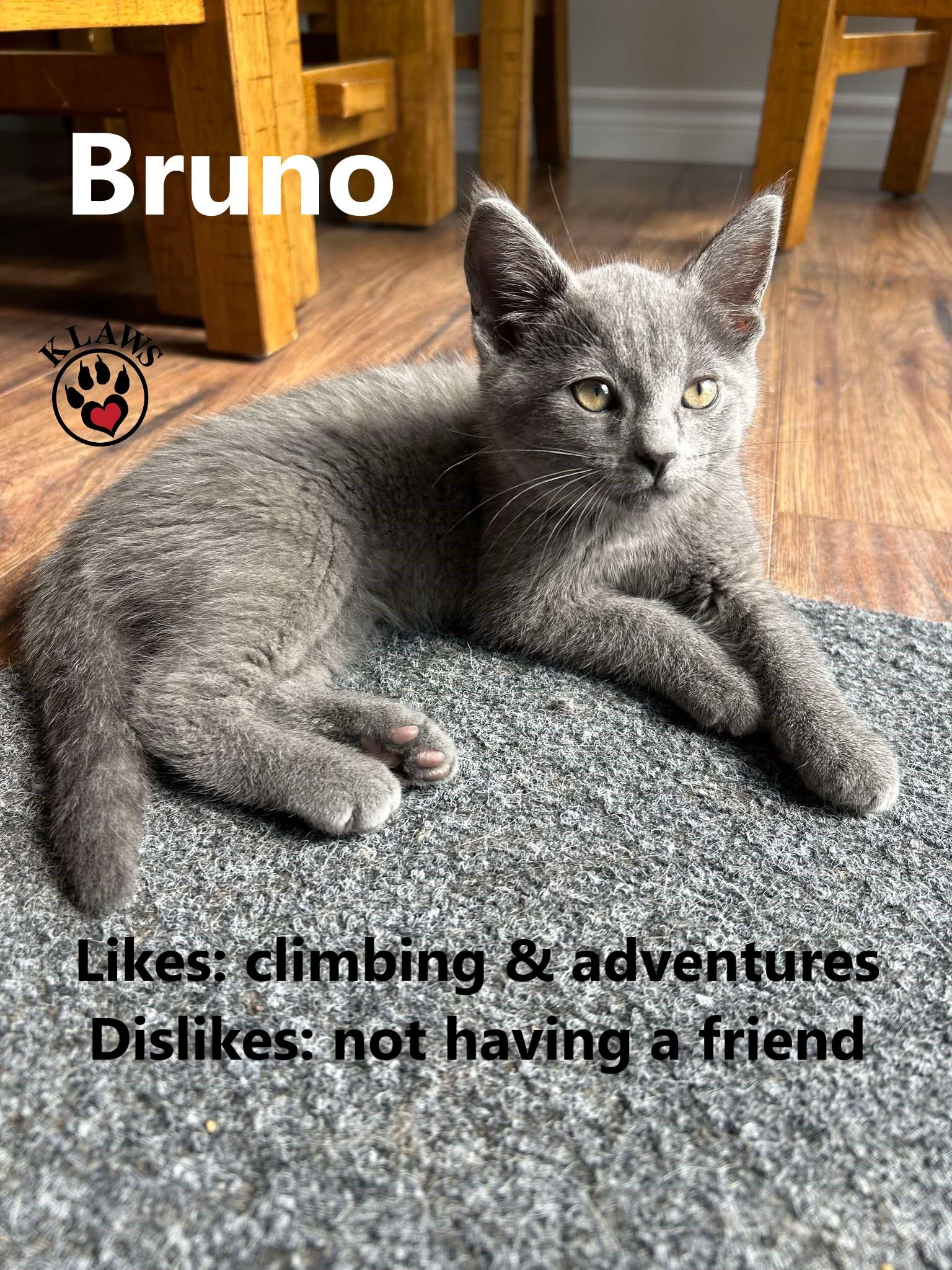 Bruno, adopted, Kitten Male Domestic Short Hair.