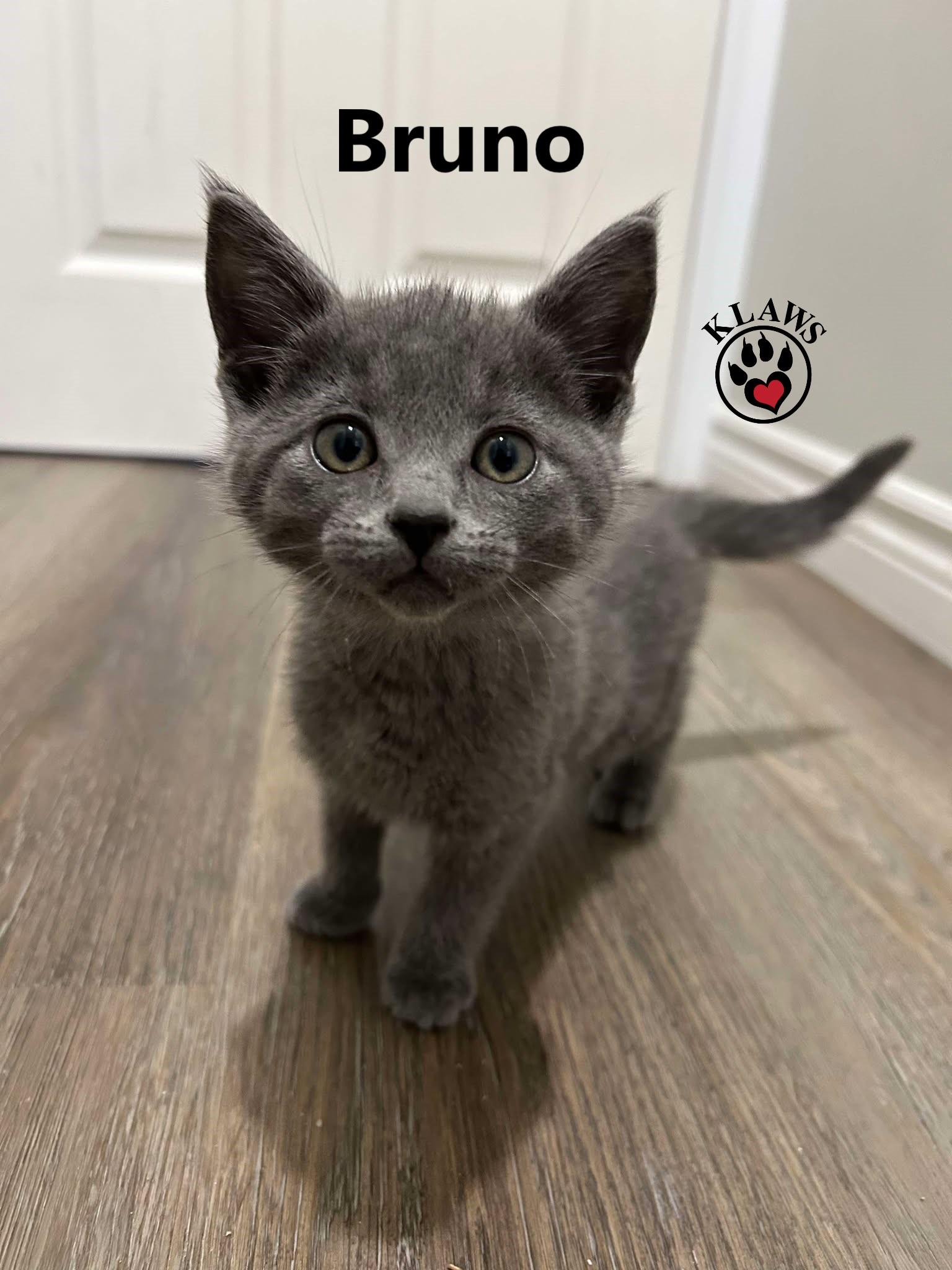 Enlarge Bruno, an adopted Domestic Short Hair in Lindsay, ON image 2/2