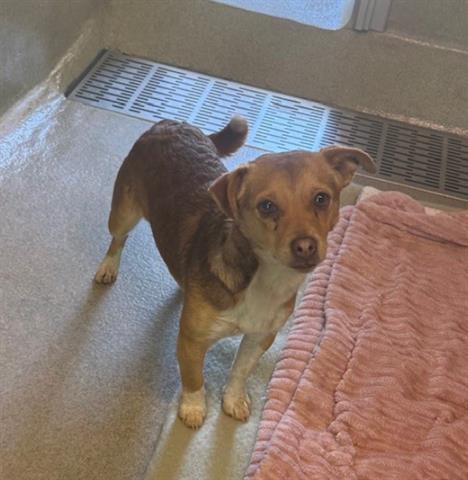 CHESSIE, Adoptable, Adult Female Chihuahua.