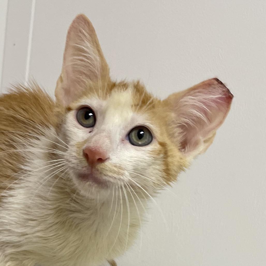 Liam, Adoptable, Kitten Male Domestic Short Hair & Domestic Short Hair.