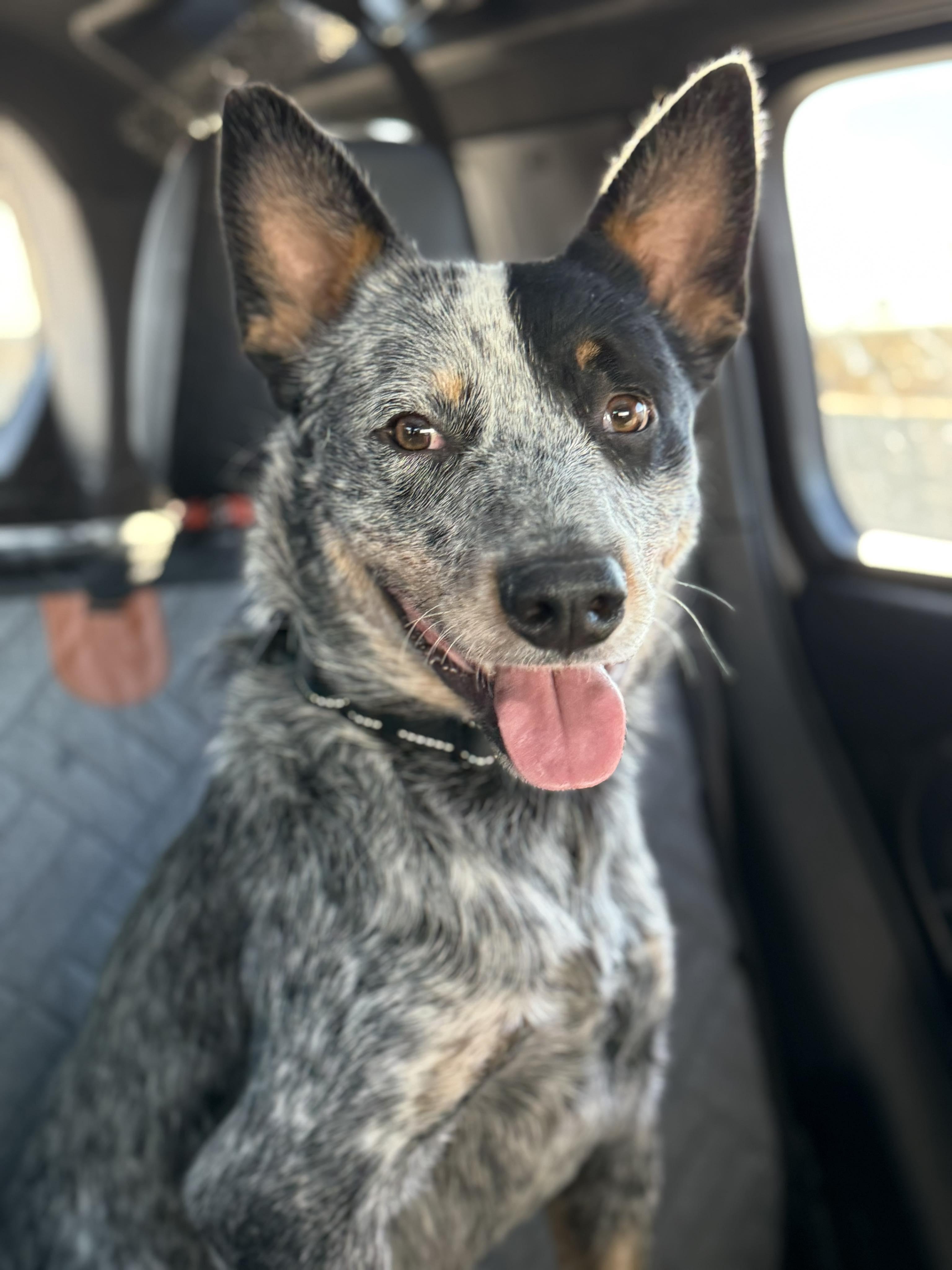 Hooch, ADOPTABLE, Young Male Australian Cattle Dog / Blue Heeler.