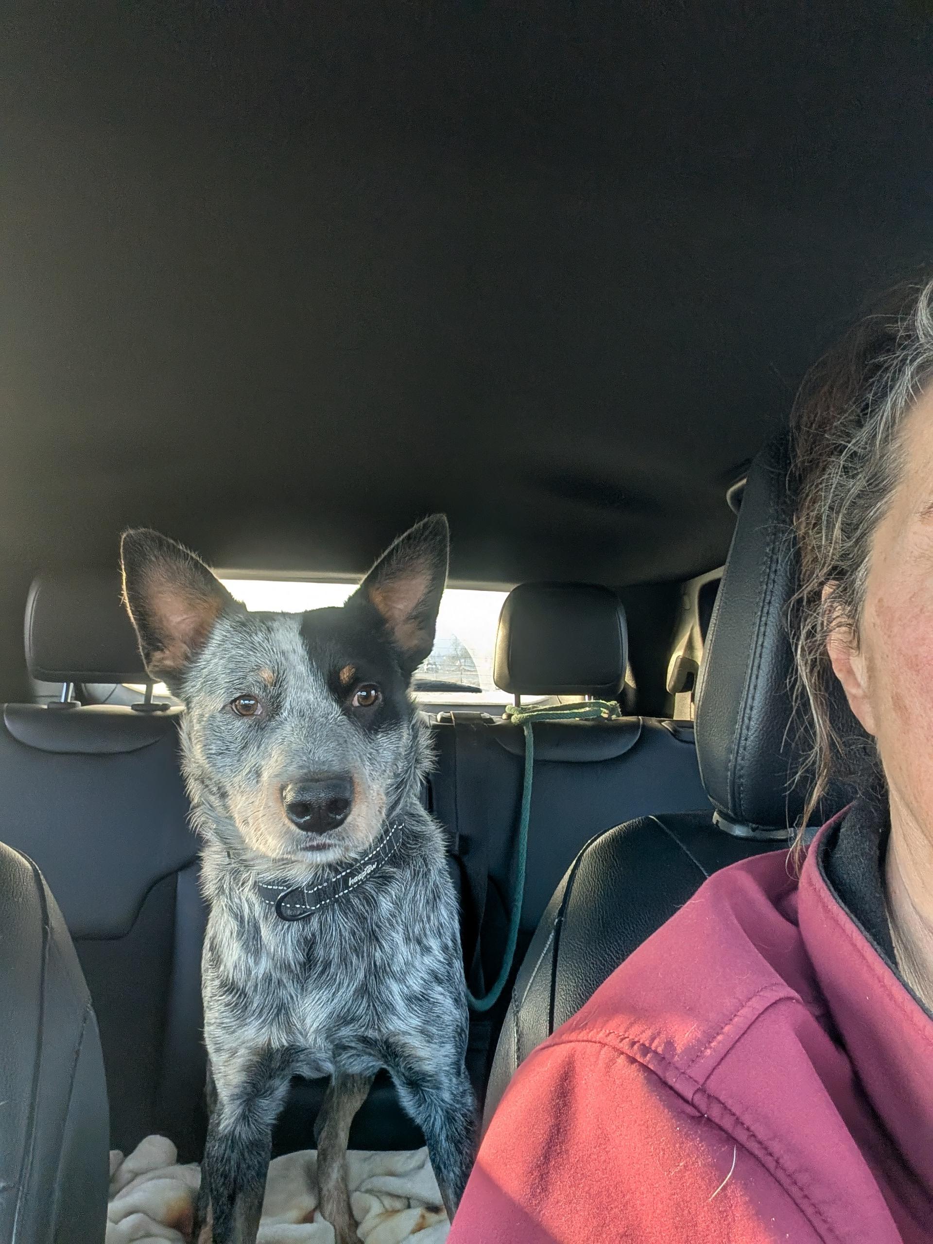Enlarge Hooch, a ADOPTABLE Australian Cattle Dog / Blue Heeler in COEUR D ALENE, ID image 2/3