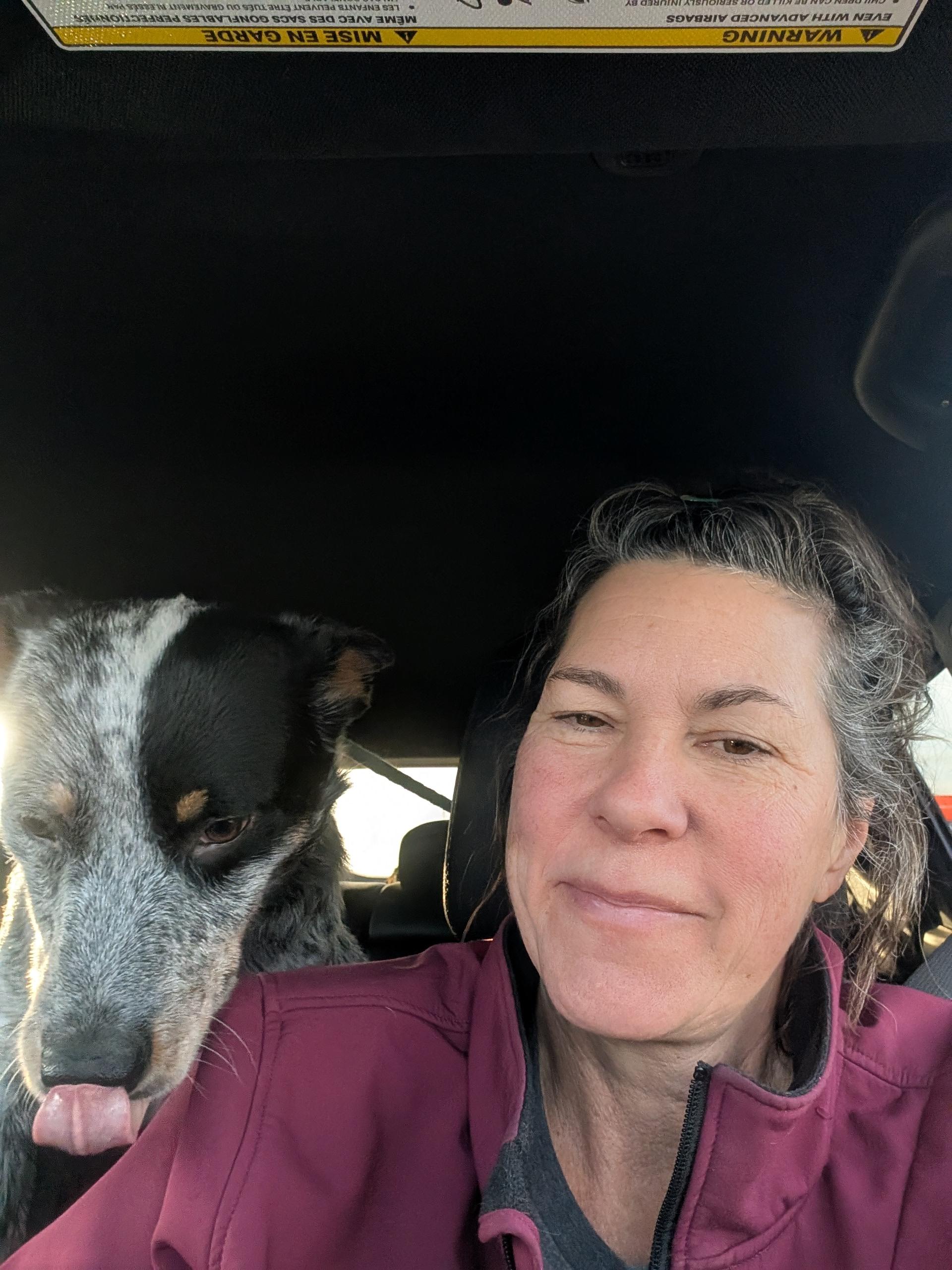 Enlarge Hooch, a ADOPTABLE Australian Cattle Dog / Blue Heeler in COEUR D ALENE, ID image 3/3