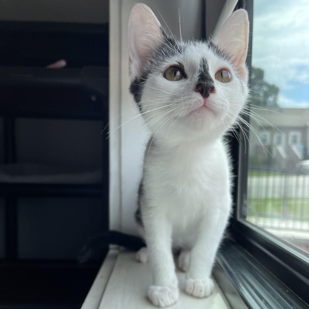 Enlarge July, a Adoptable Domestic Short Hair in Winston Salem, NC image 3/4