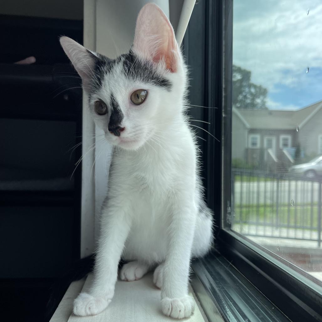 Enlarge July, a Adoptable Domestic Short Hair in Winston Salem, NC image 1/4