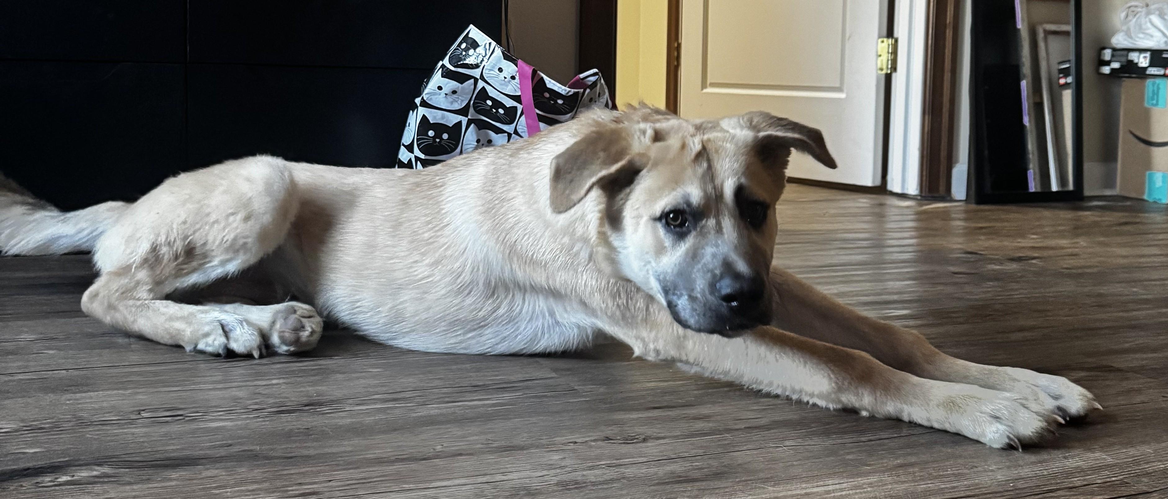 Enlarge Kova - Courtesy Post, a hold mixed breed in Puyallup, WA image 1/3