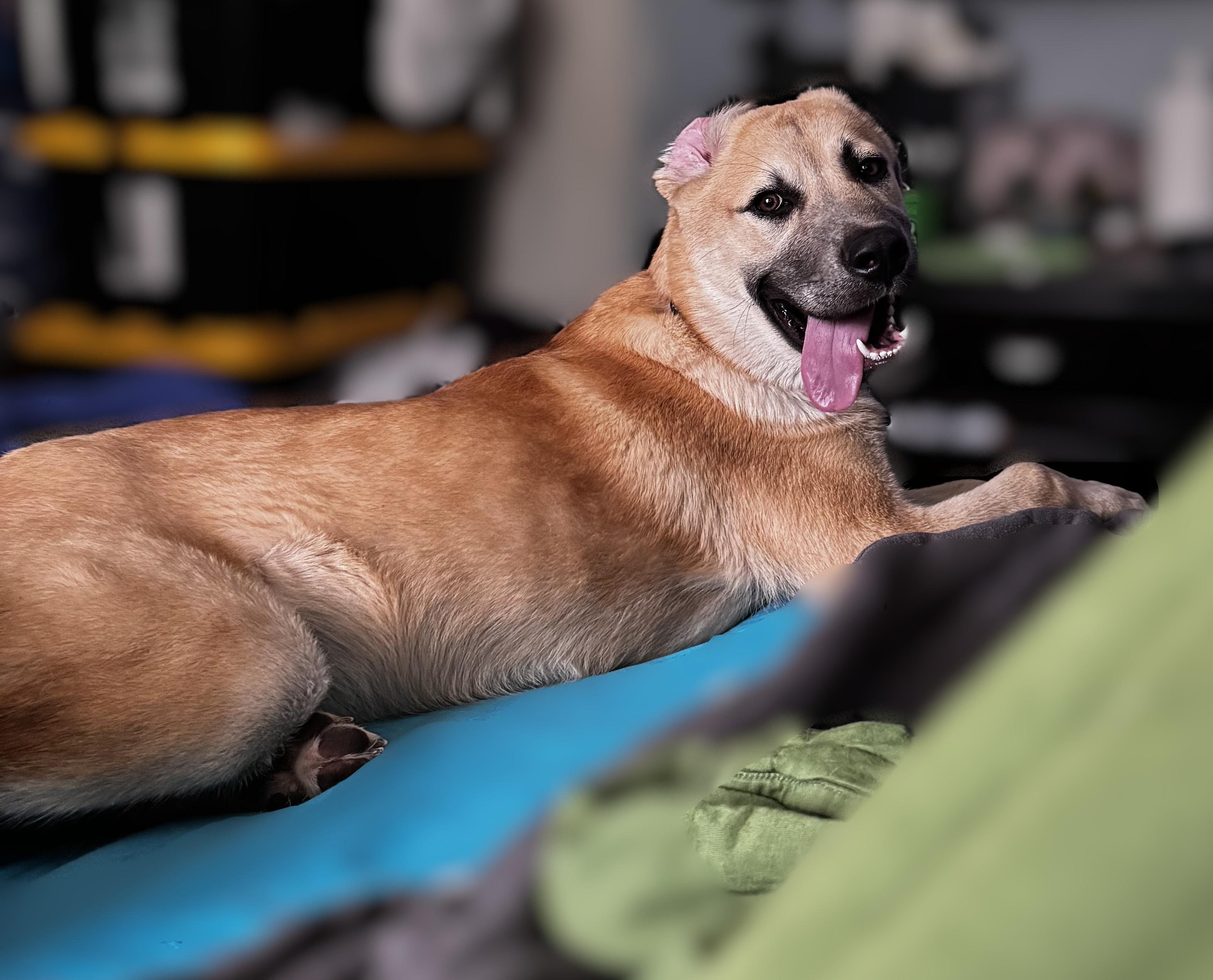 Enlarge Kova - Courtesy Post, a hold mixed breed in Puyallup, WA image 2/3