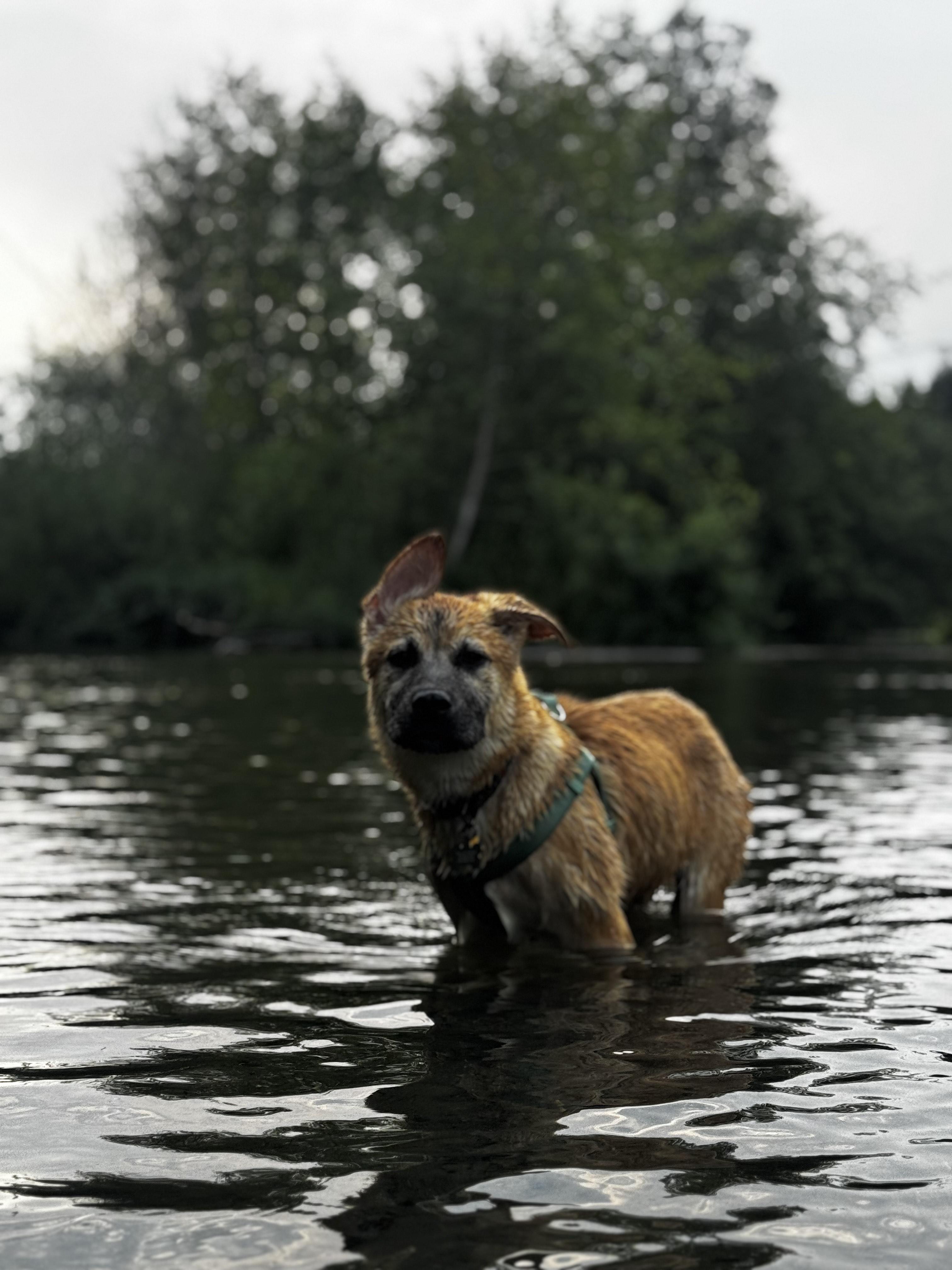 Enlarge Kova - Courtesy Post, a hold mixed breed in Puyallup, WA image 3/3