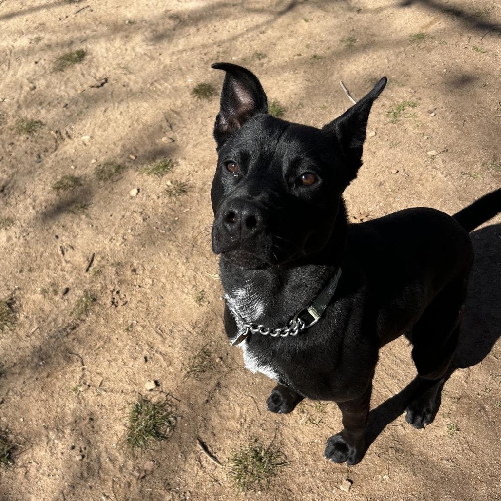 Vincent, Adoptable, Adult Male Mixed Breed.