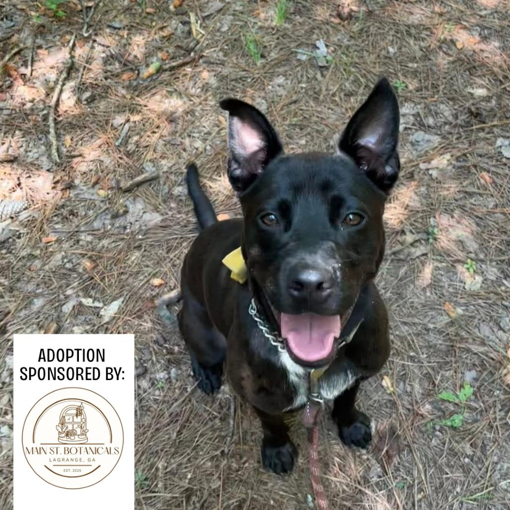 Vincent, a Adoptable Mixed Breed in Hamilton, GA image 2/6