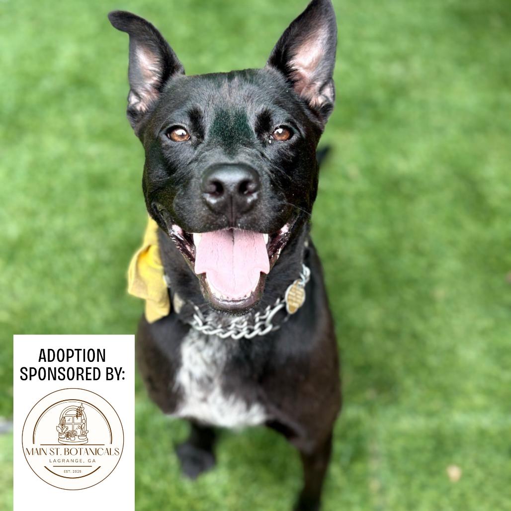 Enlarge Vincent, a Adoptable Mixed Breed in Hamilton, GA image 2/6