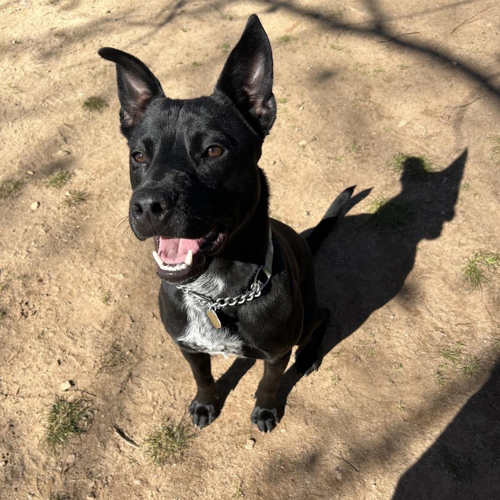 Enlarge Vincent, a Adoptable Mixed Breed in Hamilton, GA image 2/6