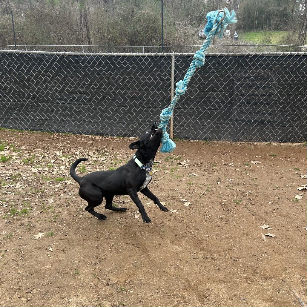 Enlarge Vincent, a Adoptable Mixed Breed in Hamilton, GA image 3/6