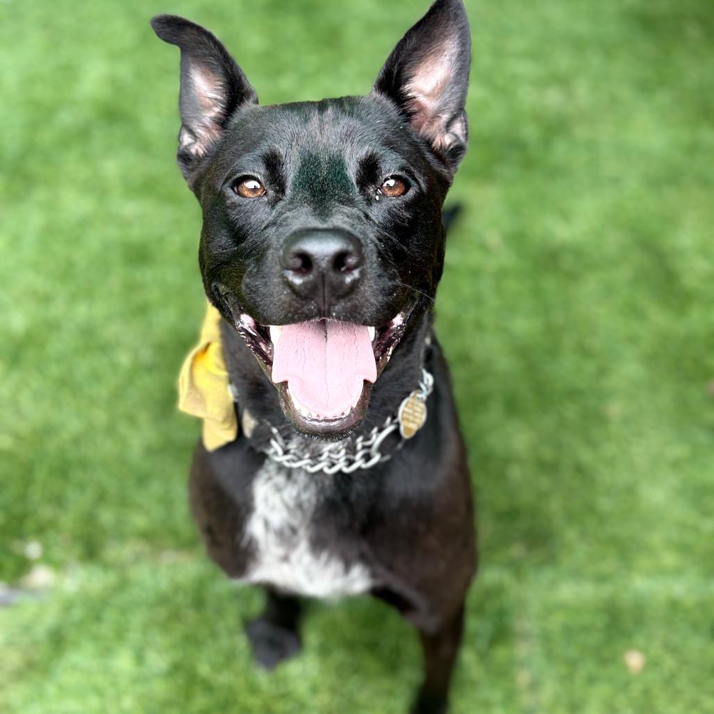 Enlarge Vincent, a Adoptable Mixed Breed in Hamilton, GA image 4/6