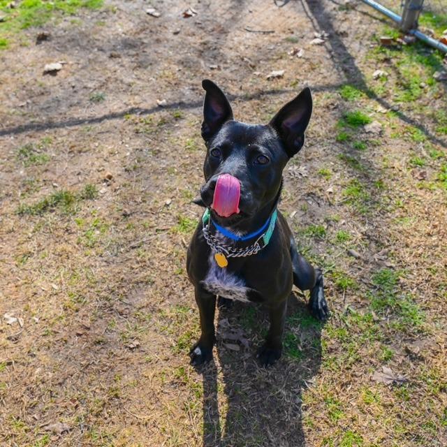 Enlarge Vincent, a Adoptable Mixed Breed in Hamilton, GA image 5/6