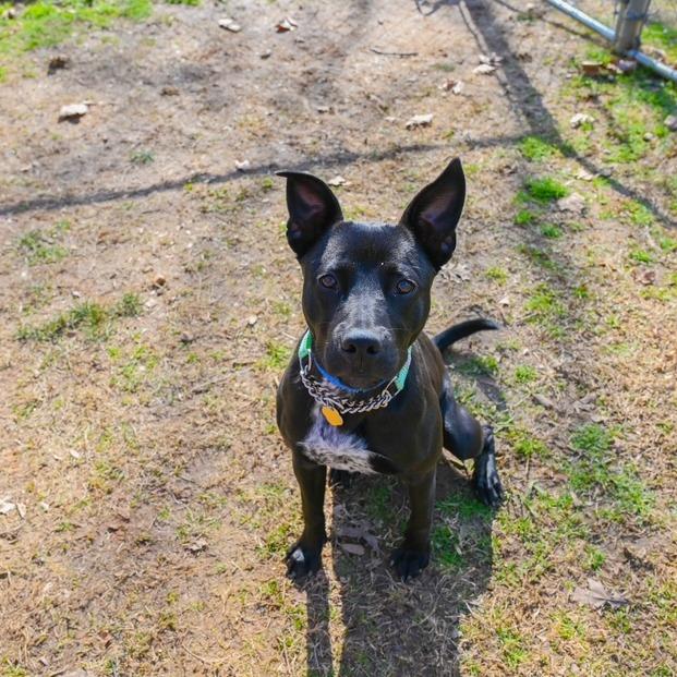 Enlarge Vincent, a Adoptable Mixed Breed in Hamilton, GA image 6/6