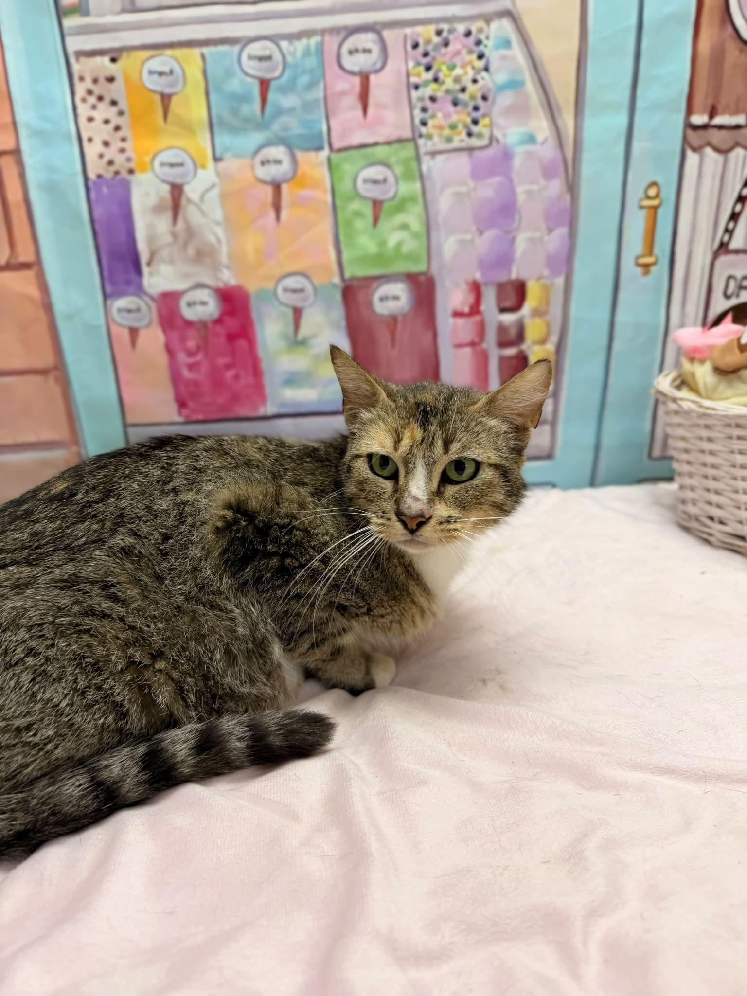 Carla, a ADOPTABLE Domestic Short Hair in Statesboro, GA image 2/2