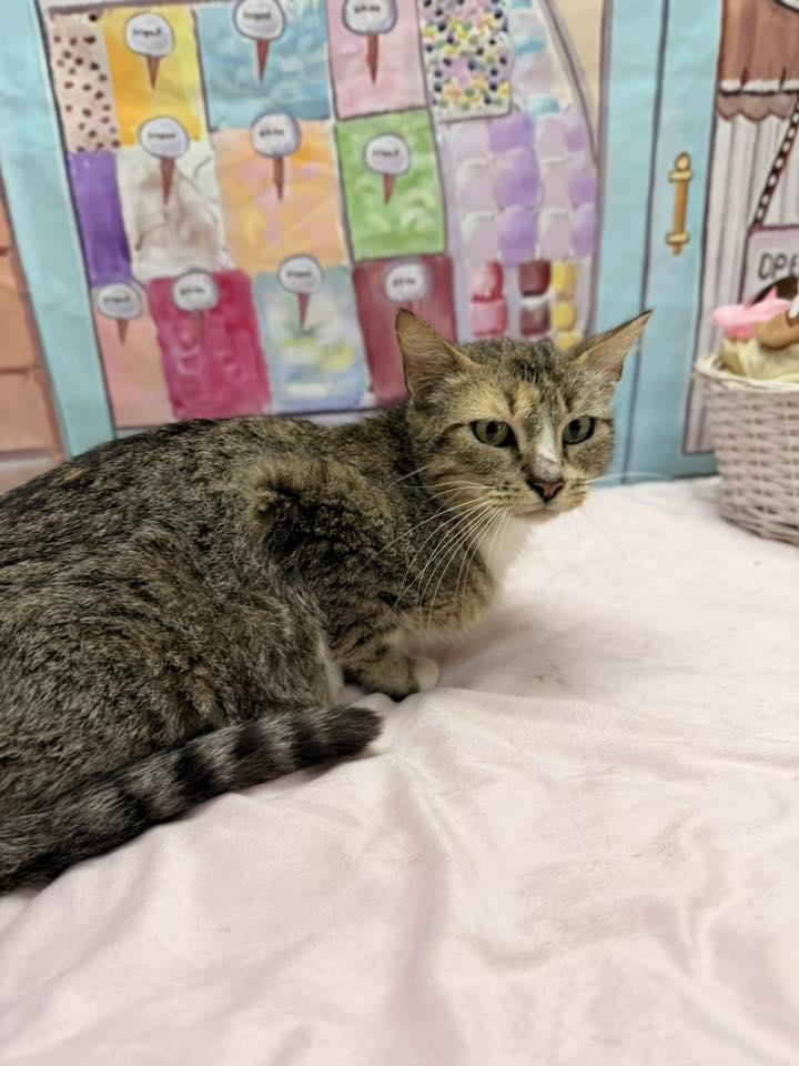 Carla, ADOPTABLE, Adult Female Domestic Short Hair.