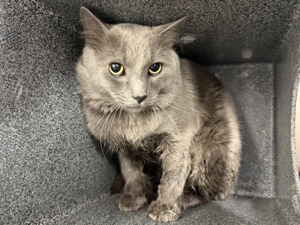 Felix — thumbnail 2