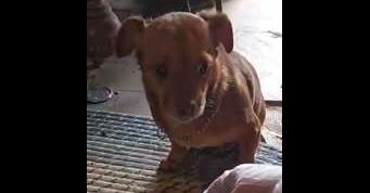 Enlarge Pebbles, a Adoptable mixed breed in Owenton, KY image 1/1