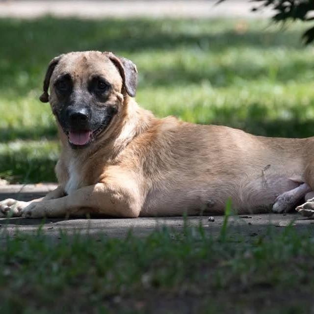 Hugo 22114, a Adoptable Basset Hound in Minneapolis, MN image 1/6